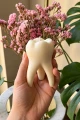 Świeca sojowa w kształcie anatomicznego zęba - prezent dla dentysty.png